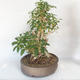 Outdoor bonsai - Forsythia - Forsythia - 4/5