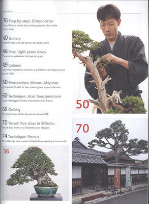Bonsai focus No.150 - 4