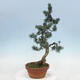 Outdoor bonsai - Pinus parviflora - Small pine tree - 4/4