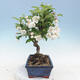 Outdoor bonsai - Malus halliana - Small-fruited apple tree - 4/4