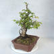 Outdoor bonsai-Ulmus Glabra-Solid clay - 4/5