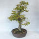 Outdoor bonsai - Hornbeam - Carpinus betulus - 4/5