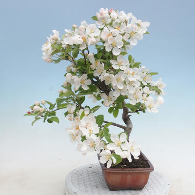 Outdoor bonsai - Malus halliana - Small-fruited apple tree - 4