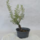Outdoor bonsai - Satureja mountain - Satureja montana - 4/5