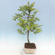 Outdoor bonsai - Malus sp. - Small-fruited apple tree - 4/7