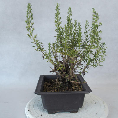 Outdoor bonsai - Satureja mountain - Satureja montana - 4