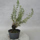 Outdoor bonsai - Satureja mountain - Satureja montana - 4/6