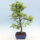 Outdoor bonsai - Malus sp. - Small-fruited apple tree - 4/7