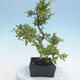 Outdoor bonsai - Malus sp. - Small-fruited apple tree - 4/6