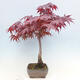 Outdoor bonsai - Acer palmatum Atropurpureum - Red palm maple - 4/7
