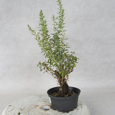 Outdoor bonsai - Satureja mountain - Satureja montana - 4