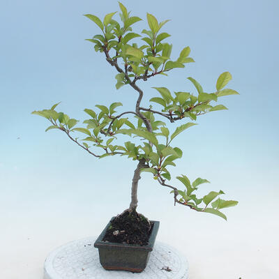 Outdoor bonsai - Malus sp. - Small-fruited apple tree - 4