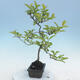 Outdoor bonsai - Malus sp. - Small-fruited apple tree - 4/6