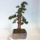 Outdoor bonsai - Taxus cuspidata - Japanese yew - 4/6