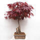 Outdoor bonsai - Acer palmatum Atropurpureum - Red palm maple - 4/7