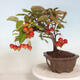 Outdoor bonsai - Malus halliana - Small-fruited apple tree - 4/5