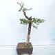 Outdoor bonsai -Larix decidua - Deciduous larch - 4/4