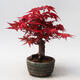 Outdoor bonsai - Maple palmatum DESHOJO - Japanese Maple - 4/5