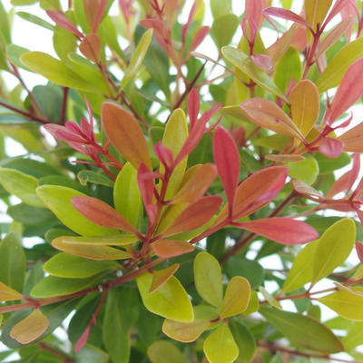 Indoor bonsai Syzygium -Pimentovník - 4
