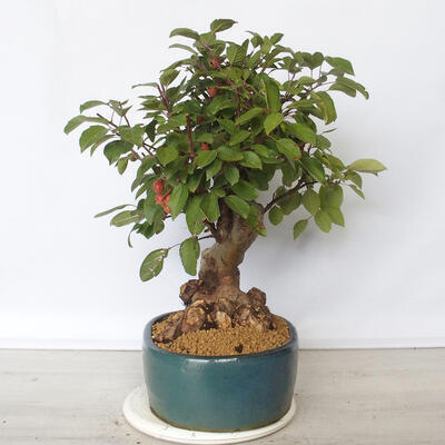 Outdoor bonsai -Malus Halliana - fruited apple - 4