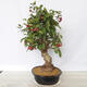 Outdoor bonsai -Malus Halliana - fruited apple - 4/6