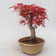 Outdoor bonsai - Maple palmatum DESHOJO - Japanese Maple - 4/5