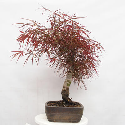 Outdoor bonsai - Acer palmatum RED PYGMY - 4