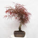 Outdoor bonsai - Acer palmatum RED PYGMY - 4/6