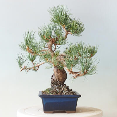 Outdoor bonsai - Pinus parviflora - small-flowered pine - 4