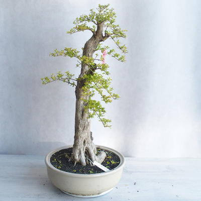 Indoor bonsai - Duranta erecta aurea - 4