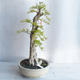 Indoor bonsai - Duranta erecta aurea - 4/5
