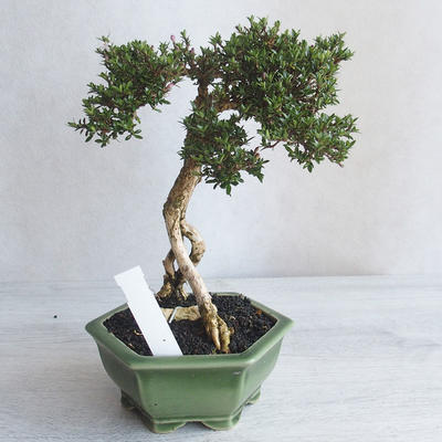 Indoor bonsai - Serissa japonica - small-leaved - 4