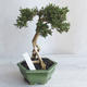 Indoor bonsai - Serissa japonica - small-leaved - 4/6