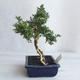 Indoor bonsai - Serissa japonica - small-leaved - 4/6