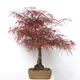 Outdoor bonsai - Acer palmatum RED PYGMY - 4/6