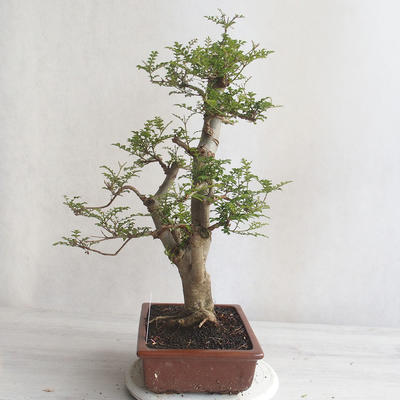 Indoor Bonsai - Fraxinus uhdeii - Indoor Ash - 4