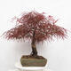 Outdoor bonsai - Acer palmatum RED PYGMY - 4/5
