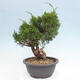 Outdoor bonsai - Juniperus chinensis Itoigawa - Chinese juniper - 4/5