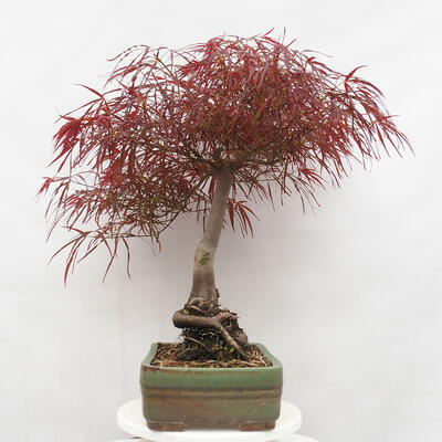 Outdoor bonsai - Acer palmatum RED PYGMY - 4