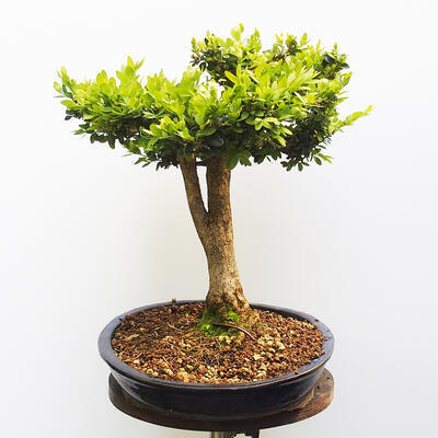 Outdoor bonsai - Boxwood - 4