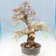 Outdoor bonsai - Carpinus Coreana - Korean hornbeam - 4/5