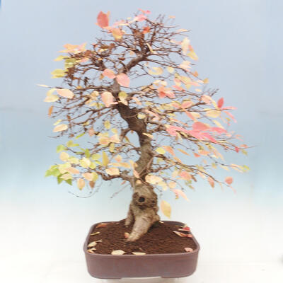 Outdoor bonsai - Carpinus Coreana - Korean hornbeam - 4