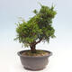Outdoor bonsai - Juniperus chinensis Itoigawa - Chinese juniper - 4/4