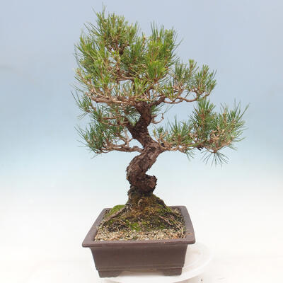 Outdoor bonsai - Pinus thunbergii - Thunbergia pine - 4