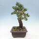 Outdoor bonsai - Pinus parviflora - small-flowered pine - 4/4