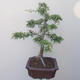Outdoor bonsai - Hawthorn - 4/5