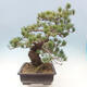 Outdoor bonsai - Pinus parviflora - small-flowered pine - 4/4