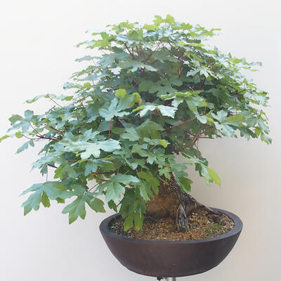 Acer campestre - Baby Maple - 4