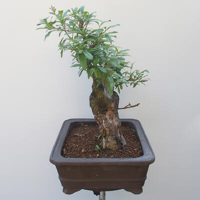 Outdoor bonsai - bird's beak Ligustrum - 4