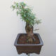 Outdoor bonsai - bird's beak Ligustrum - 4/6